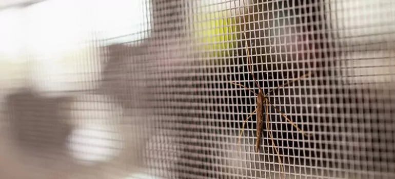 Repair Mosquito Mesh For Windows in Wesley Chapel, FL